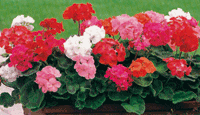 Geranien_Angebote_Buddeshof